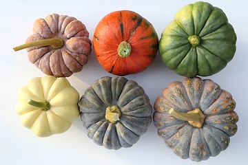 Image showing Squash and pumpkins.