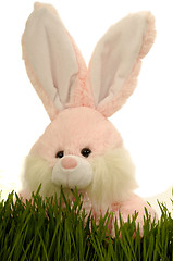 Image showing Easter bunny