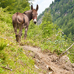 Image showing Donkey on Italian Alps