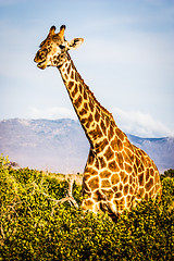 Image showing Free Giraffe in Kenya