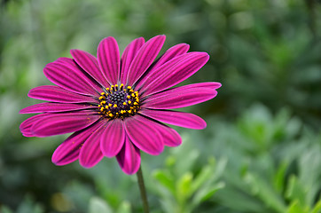 Image showing Purple daisy flowers, Osteospermum