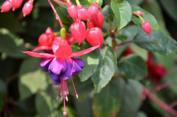 Image showing Ballerina Flowers in the garden