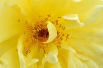 Image showing Beautiful old-fashioned yellow rose.