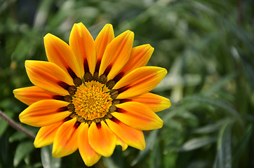 Image showing Yellow daisy