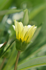 Image showing Solitary yellow flower bud in the garden  