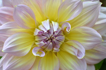 Image showing White, yellow and purple Dahlia close-up