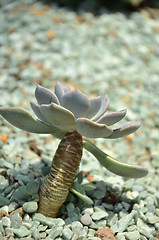 Image showing Cactus in botanic garden