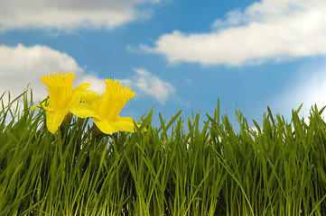 Image showing Daffodils