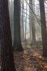 Image showing Autumnal misty morning in the forest