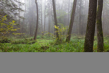 Image showing Autumnal deciduous stand in fall