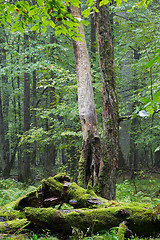 Image showing Big old hornbeam broken moss wrapped