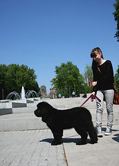 Image showing Newfoundlander puppy