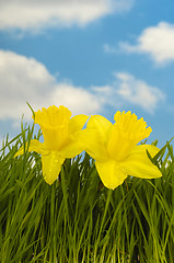 Image showing Daffodils