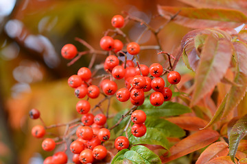 Image showing Close-up of red rowan berries