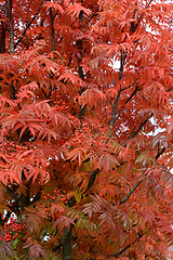 Image showing Rowan tree with bright red leaves