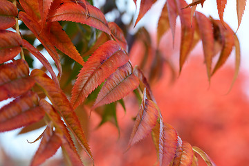 Image showing Narrow red leaves of a mountain ash 