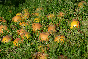 Image showing Windfall apples 