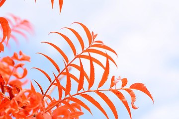 Image showing Abstract red leaves 