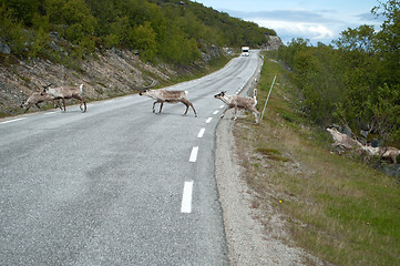 Image showing Rentiere in Norwegen