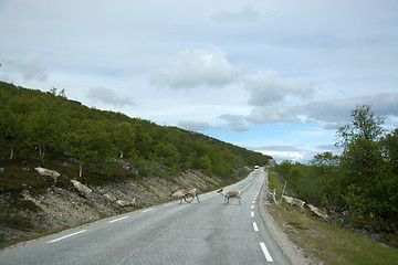 Image showing Rentiere in Norwegen