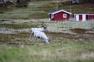 Image showing Rentiere in Norwegen