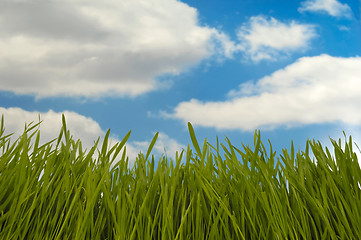 Image showing Green grass and clouds
