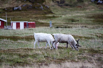 Image showing Rentiere in Norwegen