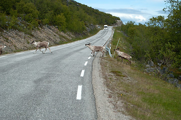 Image showing Rentiere in Norwegen