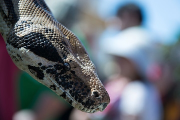 Image showing Python