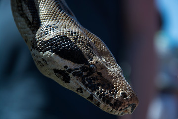 Image showing Python