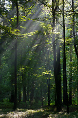 Image showing Sunbeam entering rich deciduous forest