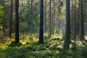 Image showing Autumnal morning with sunbeams entering forest