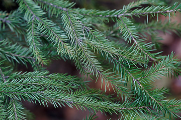 Image showing Spruce tree close-up