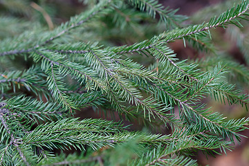 Image showing Spruce tree close-up