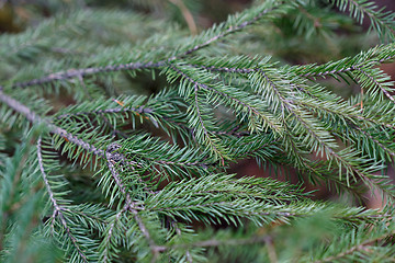 Image showing Spruce tree close-up