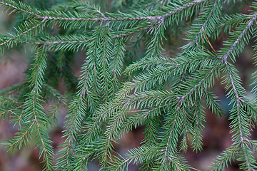 Image showing Spruce tree close-up