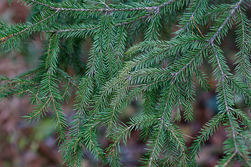 Image showing Spruce tree close-up