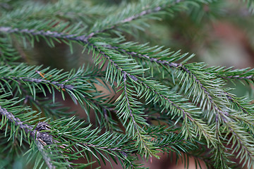 Image showing Spruce tree close-up