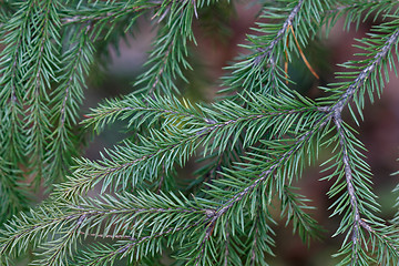 Image showing Spruce tree close-up