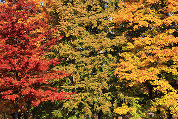 Image showing autumn leaves background