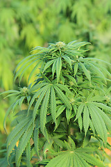 Image showing marijuana plant