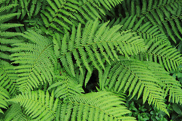 Image showing fern green texture 