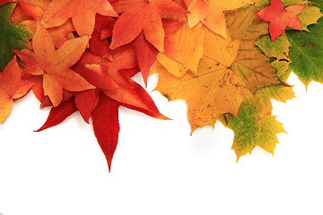 Image showing autumn leaves background