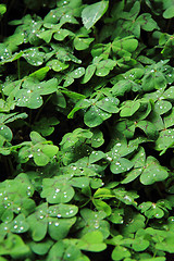 Image showing quarterfoils background with water drops 