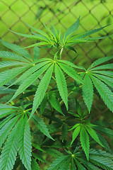 Image showing marijuana plant