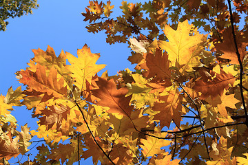 Image showing autumn leaves and blue sky