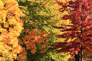 Image showing autumn leaves background