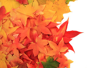 Image showing autumn leaves background