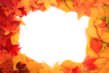 Image showing autumn leaves background