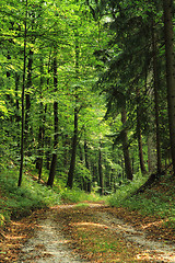 Image showing spring czech forest